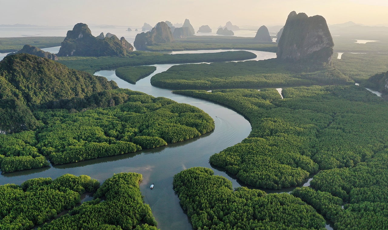 River and forest